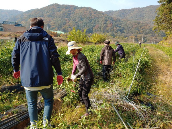 회계과 직원들이 농촌일손돕기를 하고 있다.