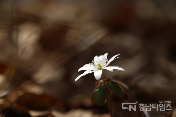 꿩의바람꽃. 사진=서산시