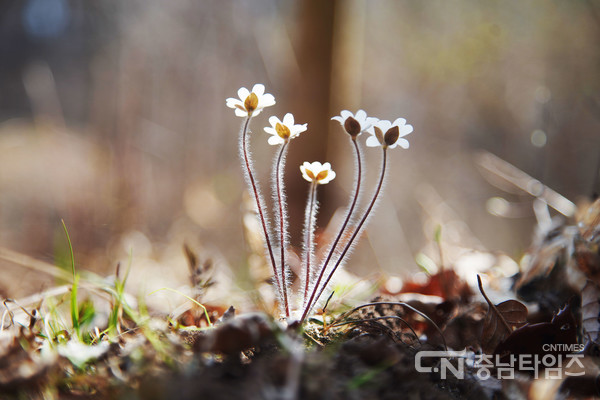 노루귀. 사진=서산시