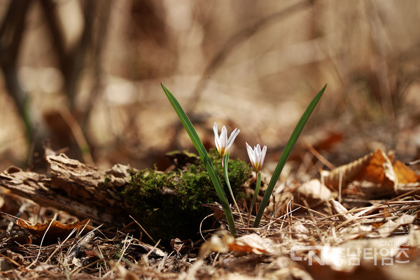 산자고. 사진=서산시