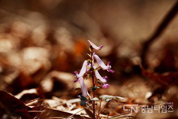 현호색. 사진=서산시