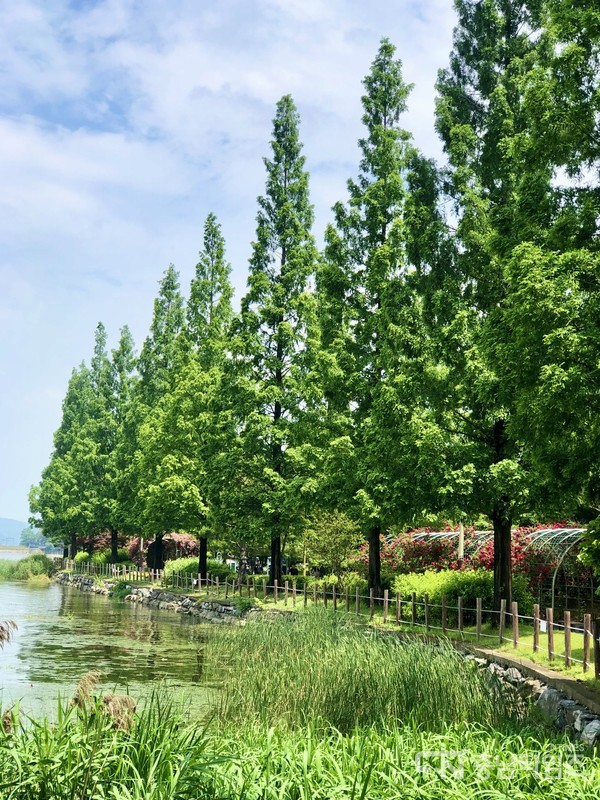 아산시 신정호 장미꽃 터널. 사진=김재범 기자