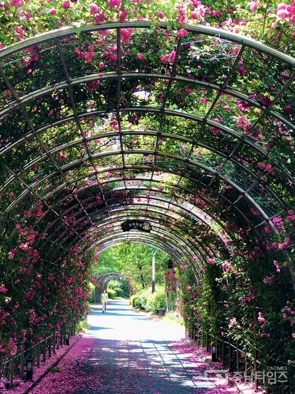 장미꽃이 만개한 충남 아산시 신정호. 사진=김재범 기자