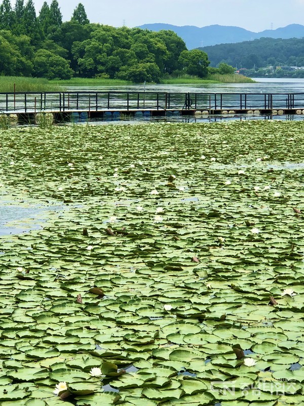 아산시 신정호에 핀 수련. 사진=김재범 기자