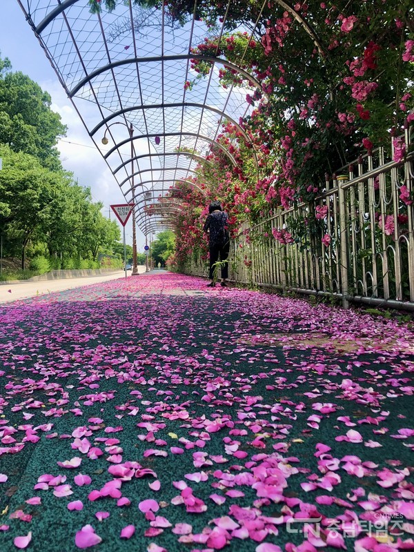 장미꽃이 만개한 충남 아산시 신정호. 사진=김재범 기자