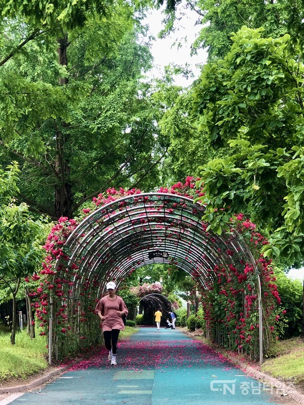 장미꽃이 만개한 충남 아산시 신정호. 사진=김재범 기자