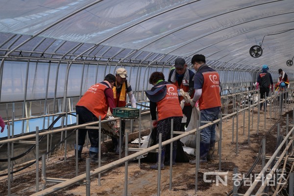 집중호우 피해를 입은 하우스를 정리하고 있는 자원봉사자들. 사진=논산시